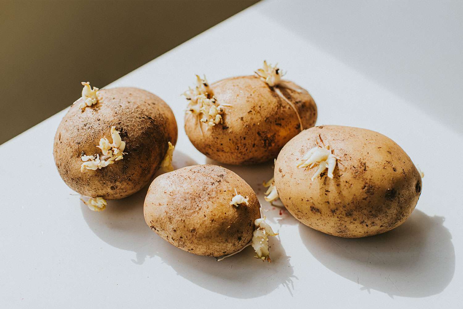 Sprouted potatoes