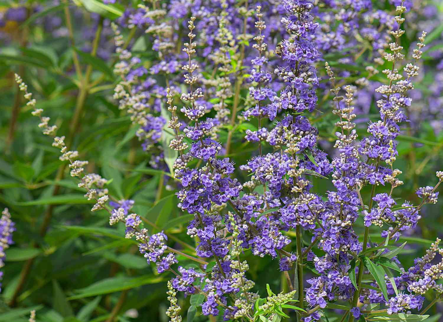 purple chast tree shrub