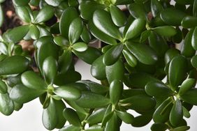 A closeup of green foliage from a jade plant with clustered leaves