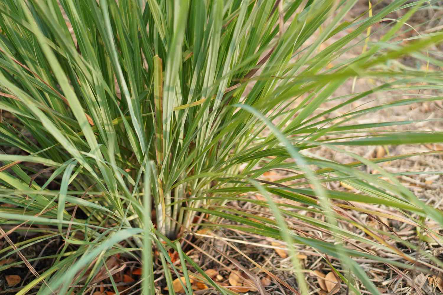 lemongrass, Cymbopogon citratus