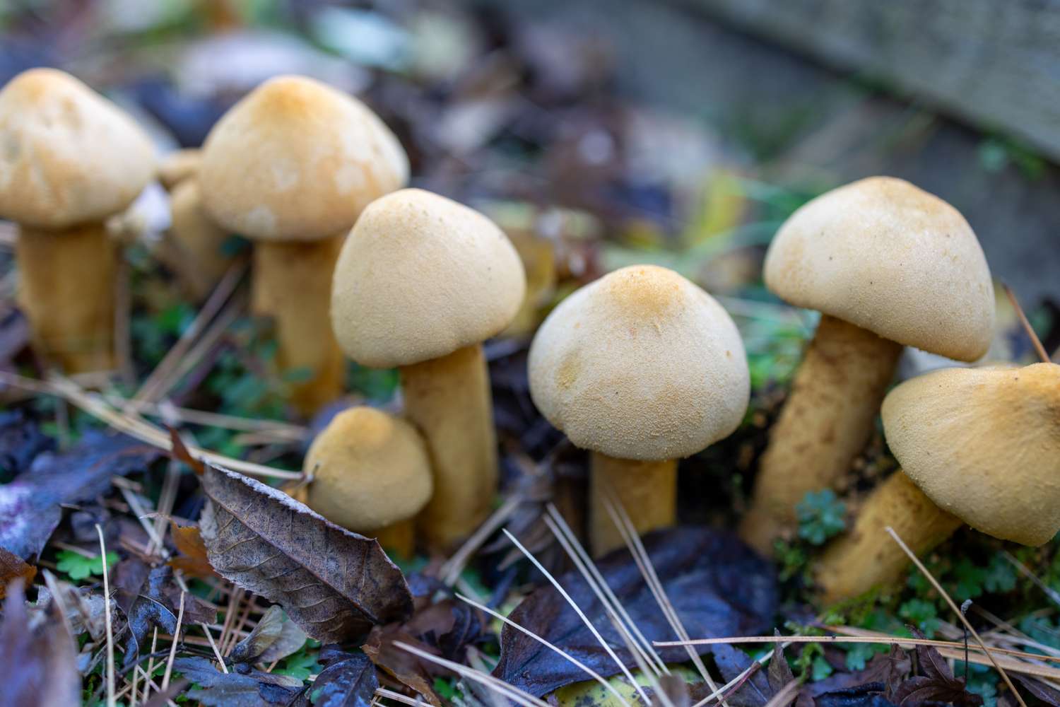 Close up of white mushrooms in a yard
