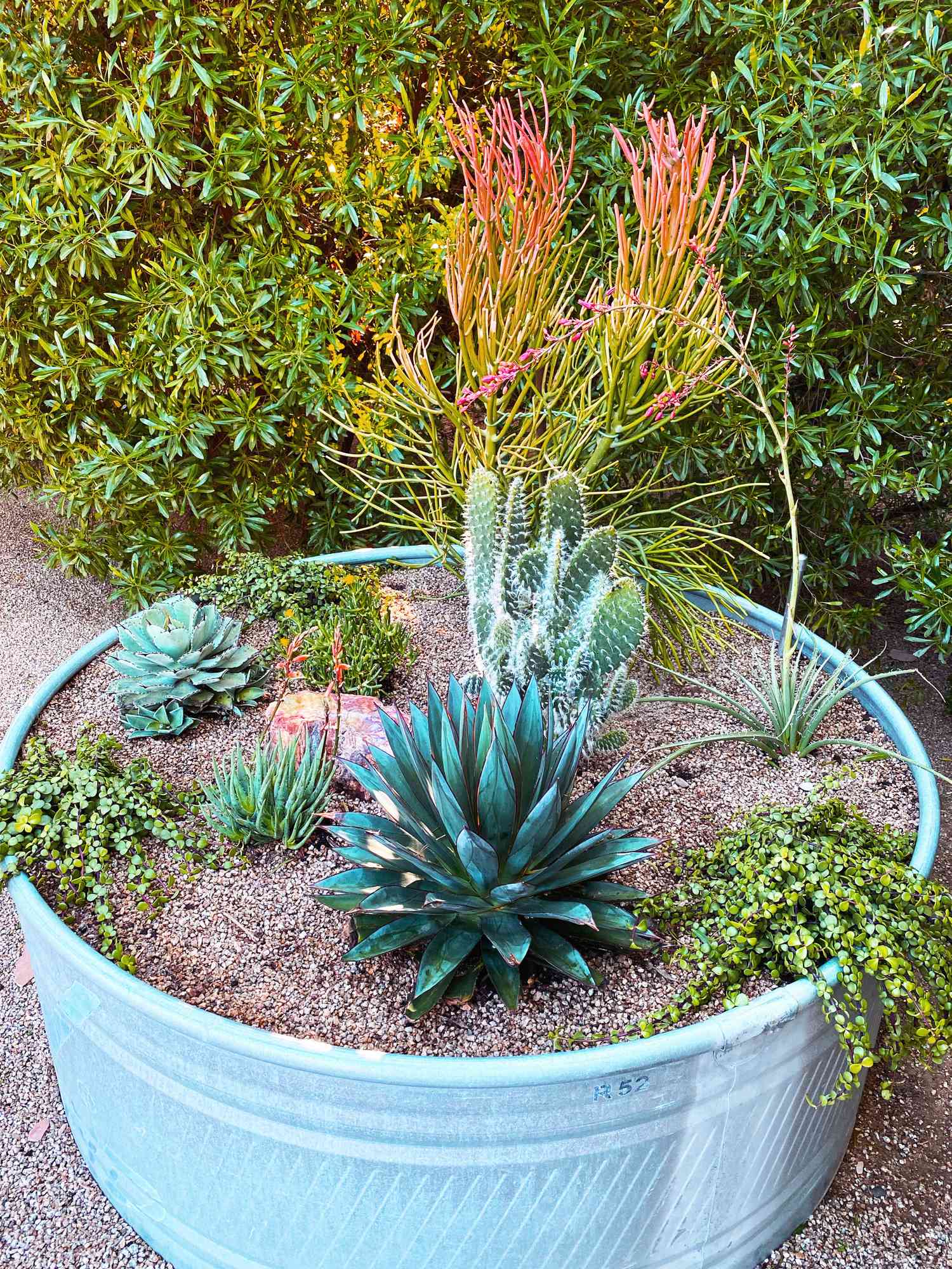 Stock planter with succulents