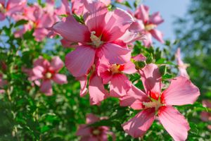 A cluster of hibiscus flowers in bloom on branches with green foliage and a clear sky visible in the background