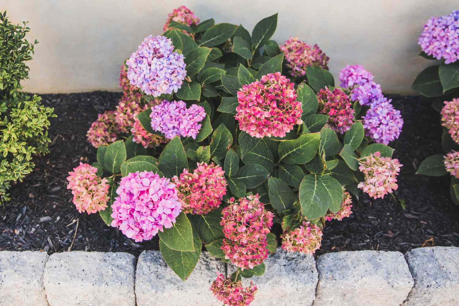 Hydrangea plant with mulch