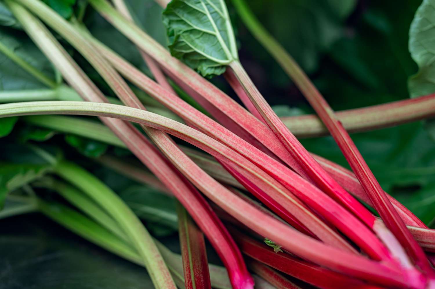 Fresh Organic Homegrown Rhubarb is picked in the garden