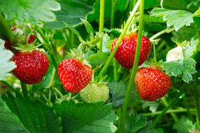 strawberry bush 