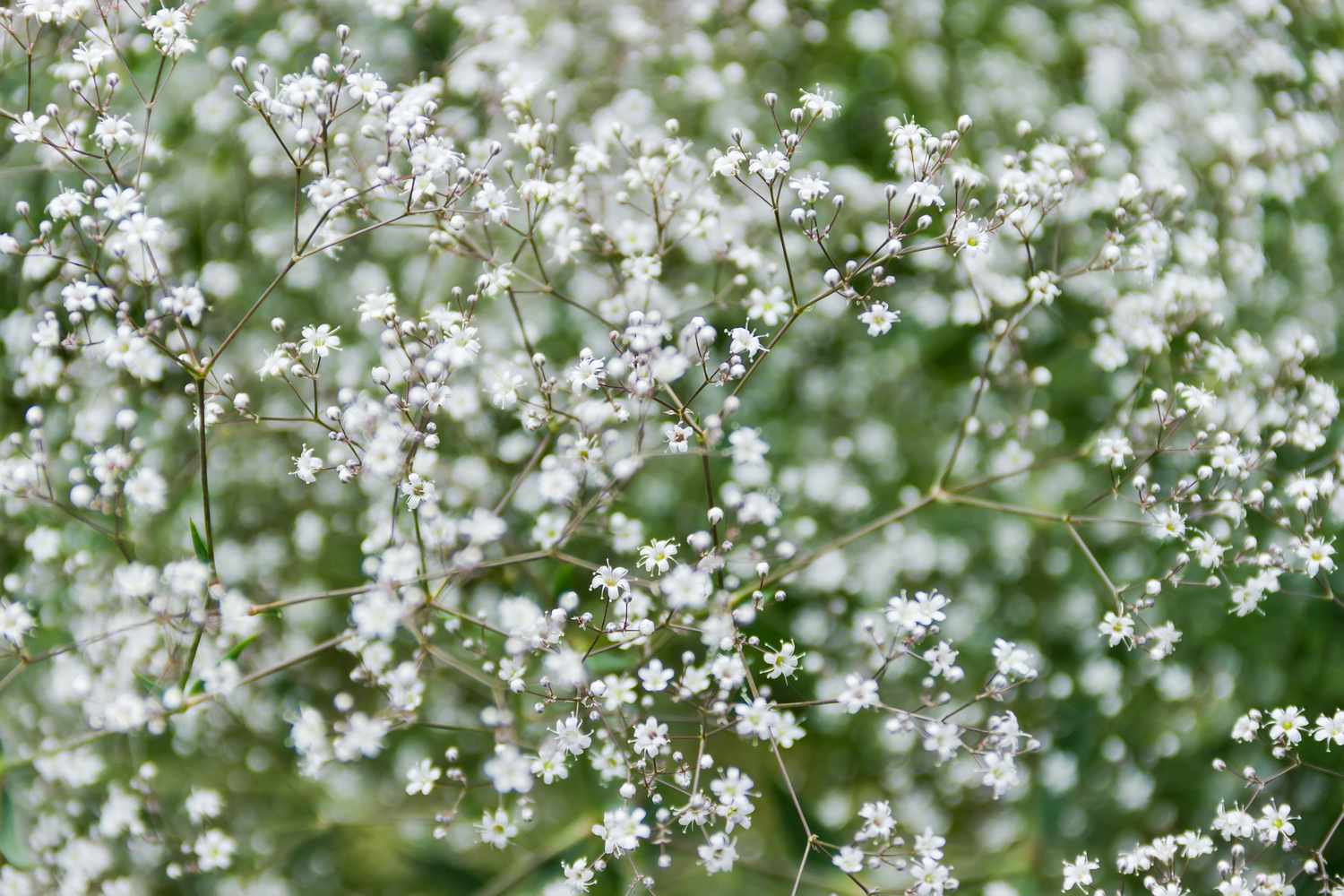 Baby's Breath