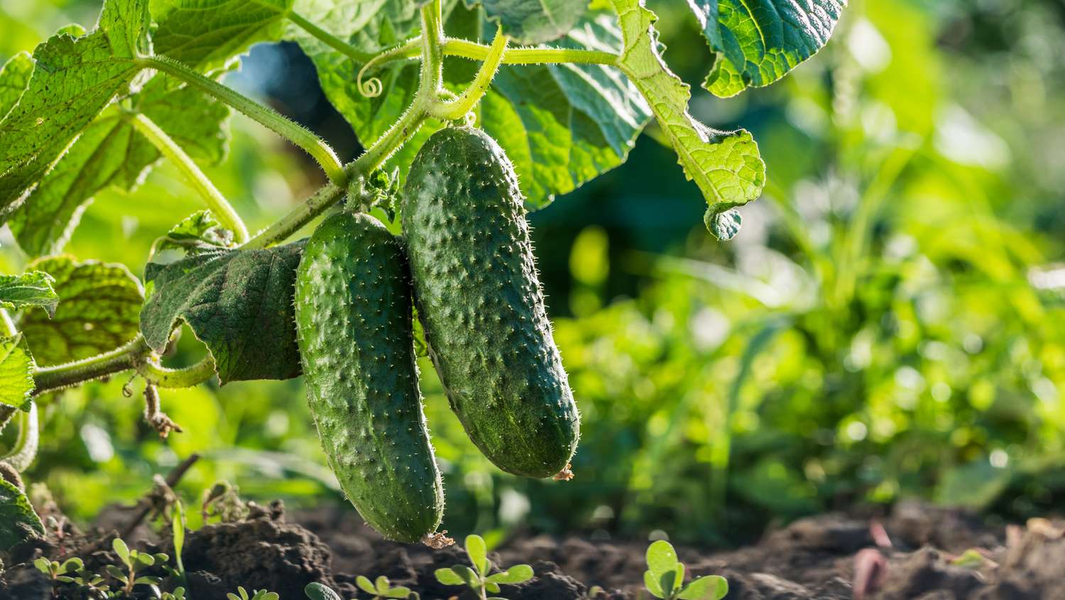 Two cucumbers ripen on a bed in the sun.