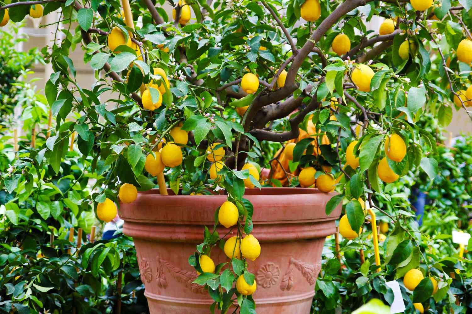 Lemon Tree
