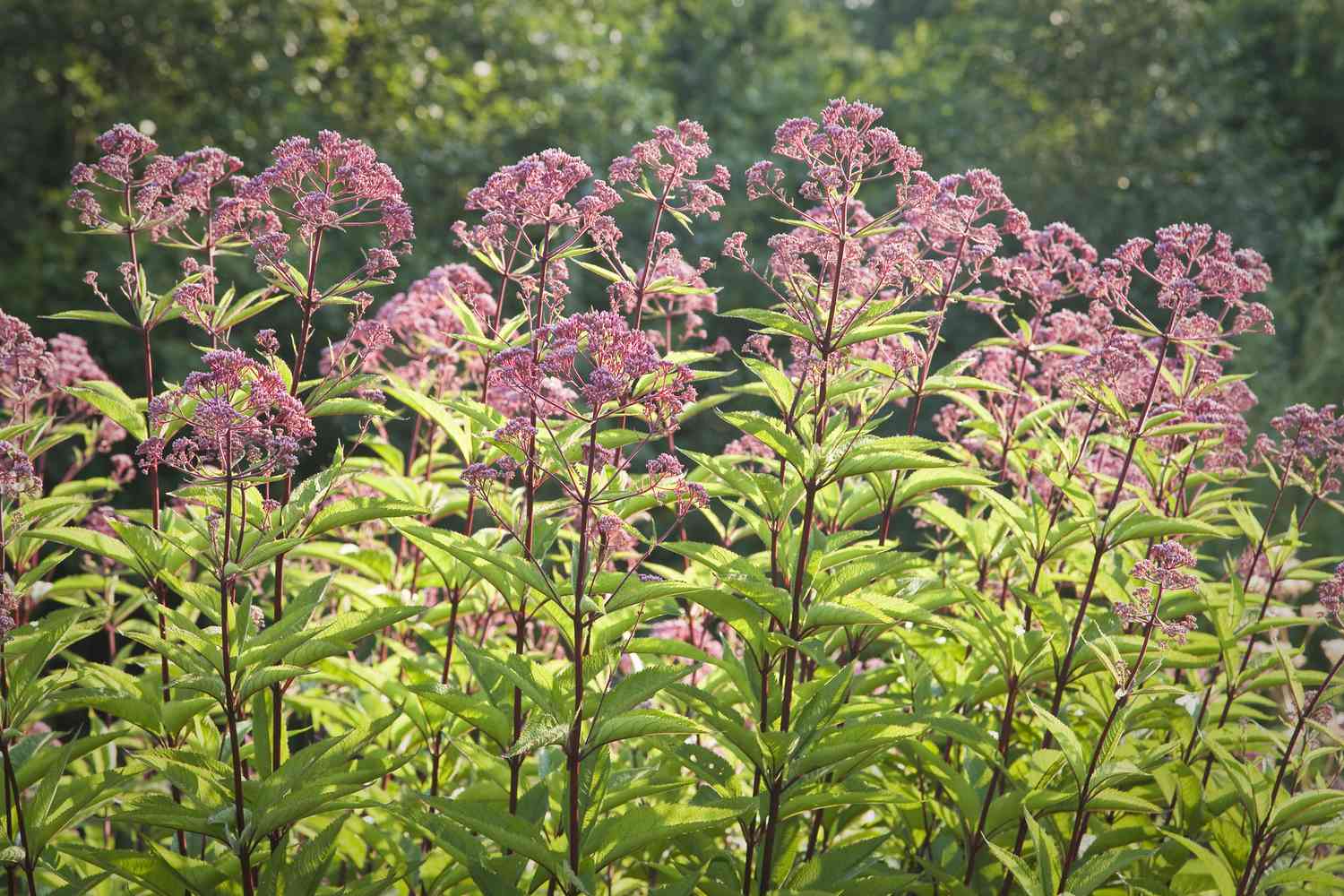 Joe Pye Weed Plants