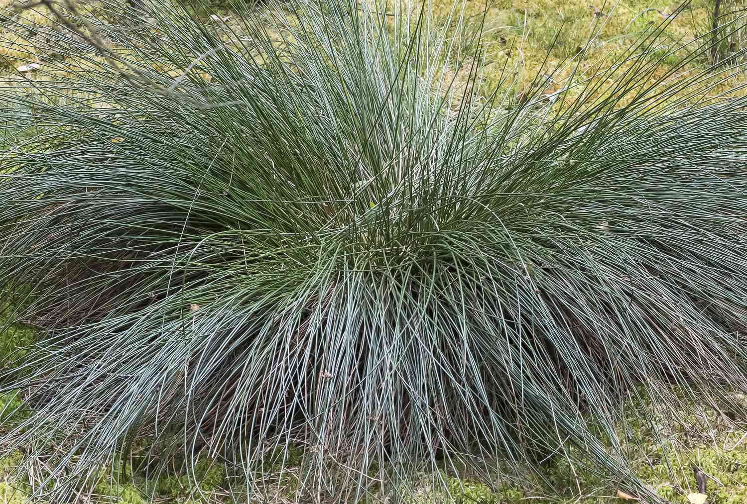 Juncus plant