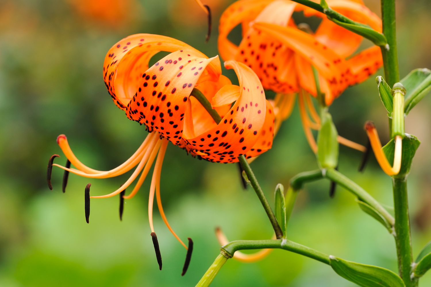 Turk's Cap Lily