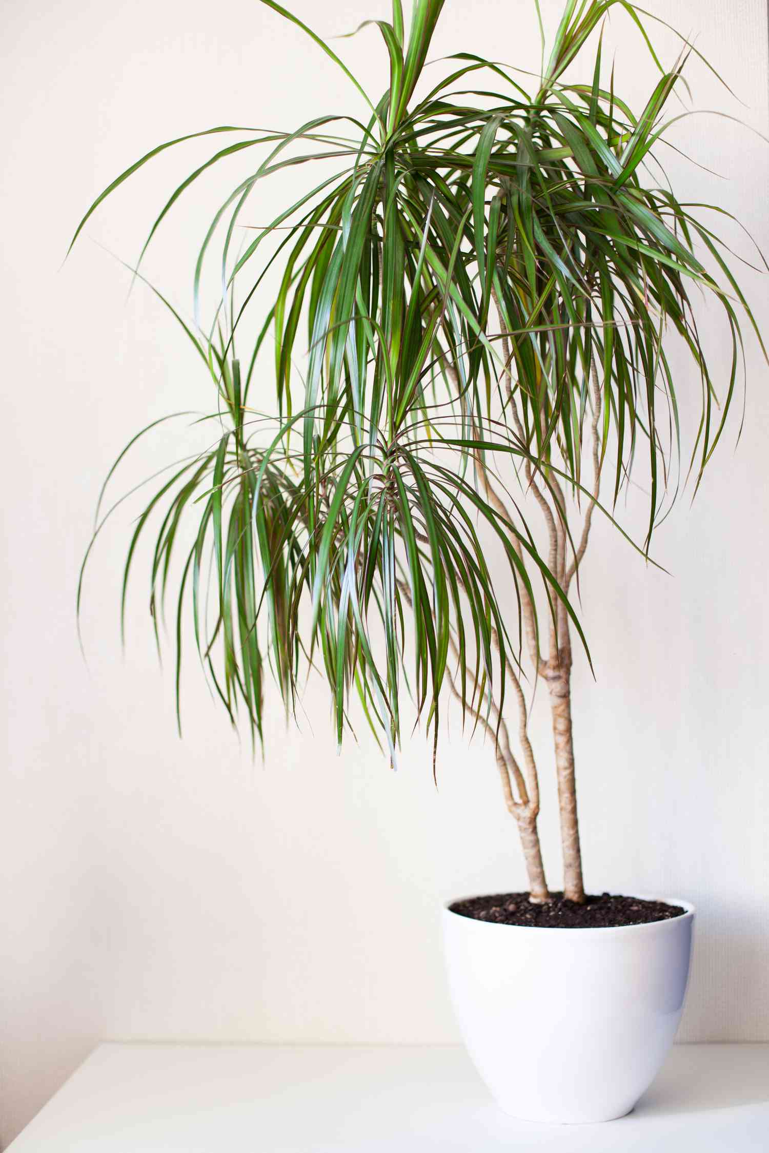 Houseplant dracaena in a white pot on a light grey background. Home plants care and home gardening concept. Vertical image. Selective focus.
