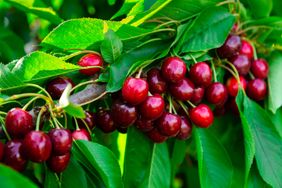 A closeup of ripe cherries hanging on a tree branch surrounded by green leaves