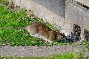 A rat near a building foundation exploring a hole along the edge of the grass and pavement