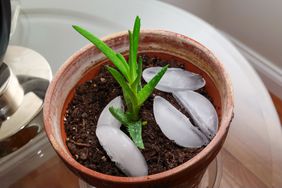 A small potted plant with ice cubes arranged on the soil around its base, on a table near a window