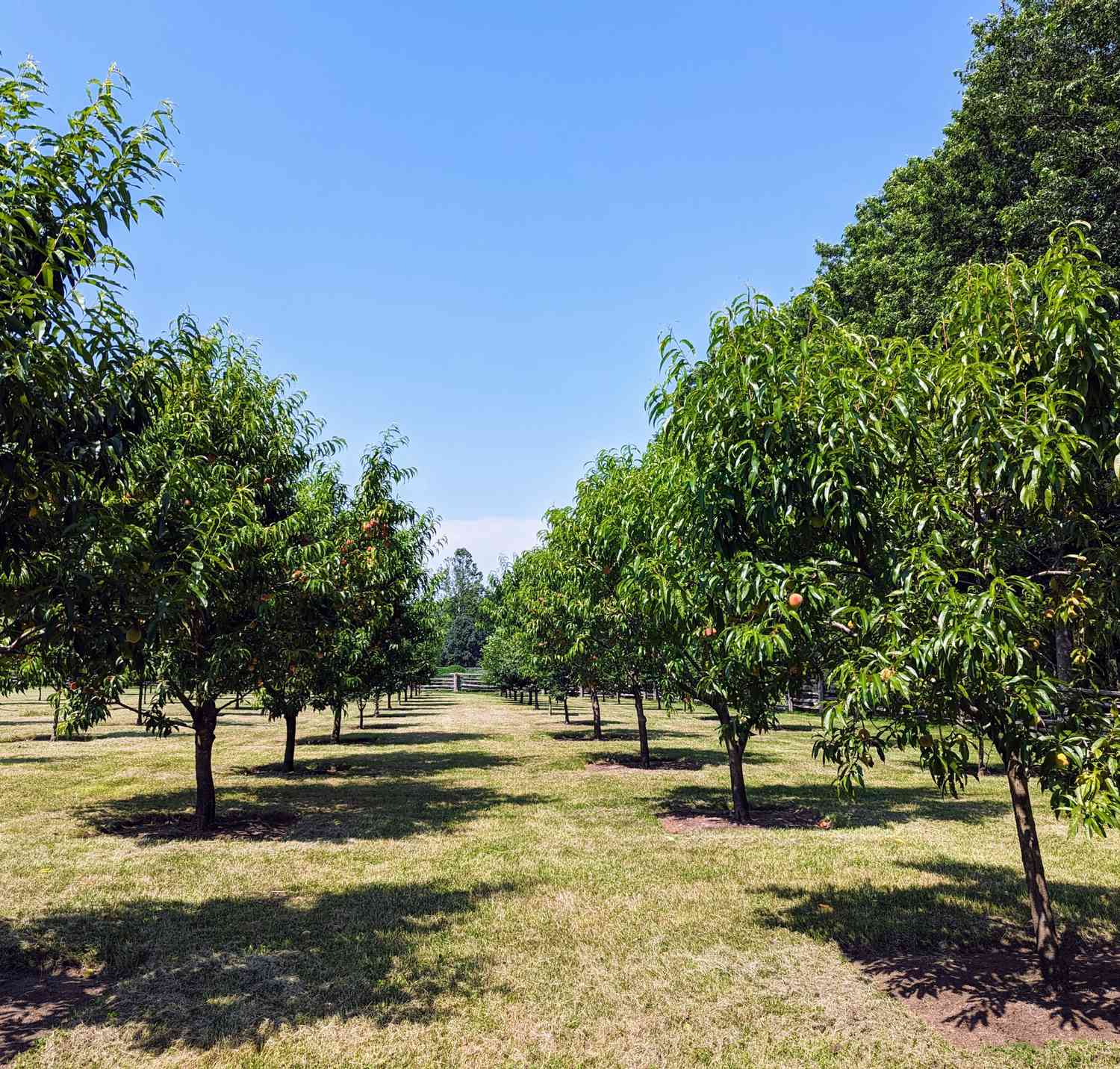 Fruit tree orchard