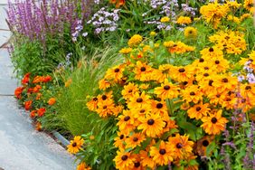 Border garden