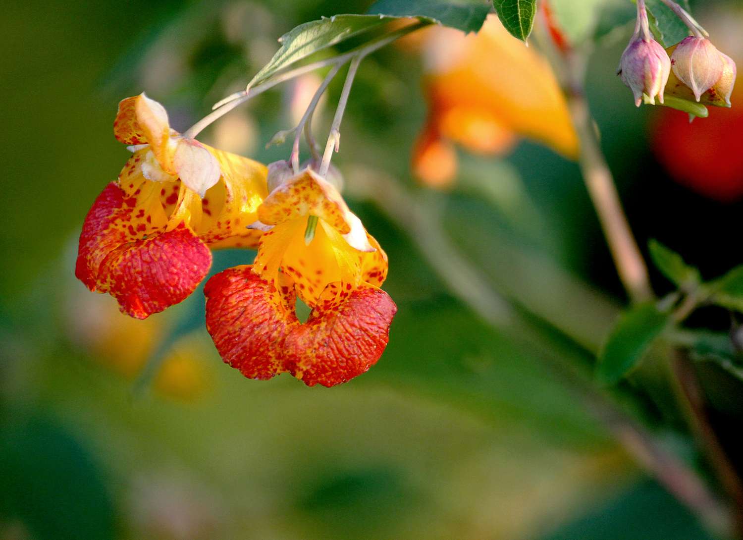 close up of a colorful jewelweed