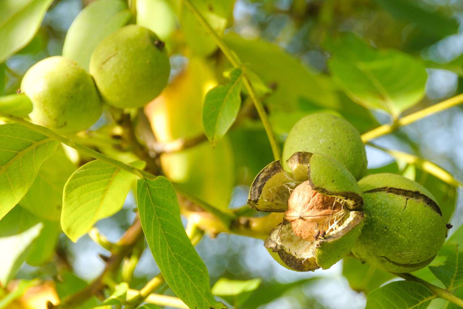 walnut ready to fall from walnut tree in food forest