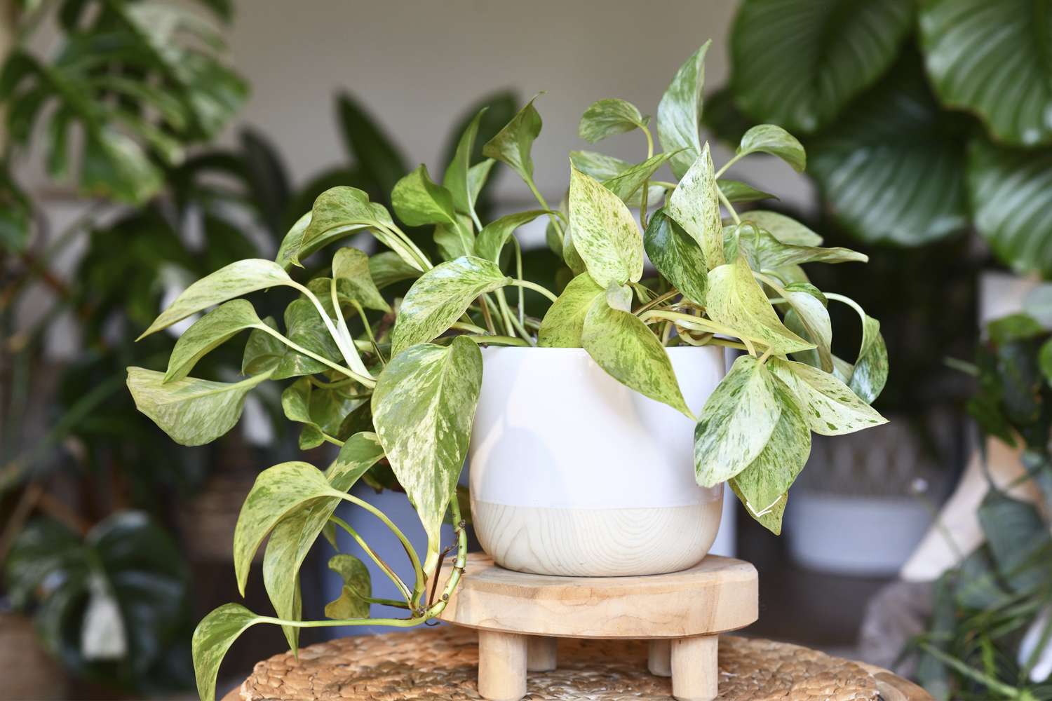 A pothos plant in a white pot on a wooden stand surrounded by other potted plants in the background