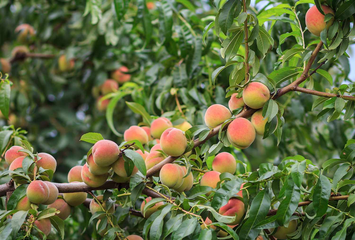 Peaches on peach tree