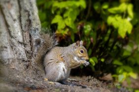 A squirrel sitting on the ground near a tree trunk holding an item in its paws in a forested setting