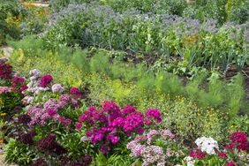 A lush garden with a variety of flowering plants and leafy vegetables growing in rows