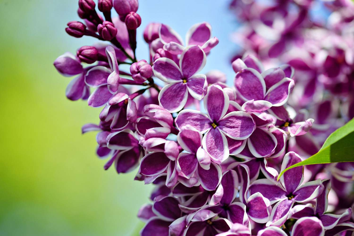 Gorgeous stalk of purple and white Sensation Lilac in full bloom against blue sky and green in a garden in Babylon, Long Island in late May.