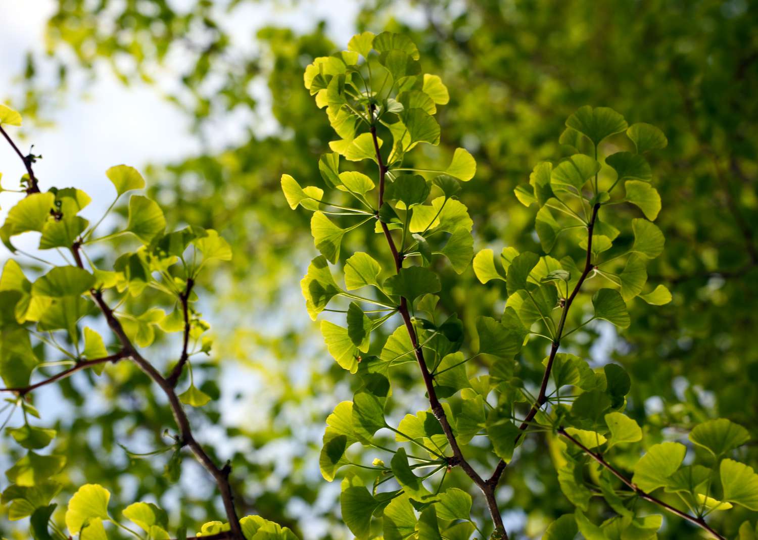 Ginkgo biloba tree branches against the sky