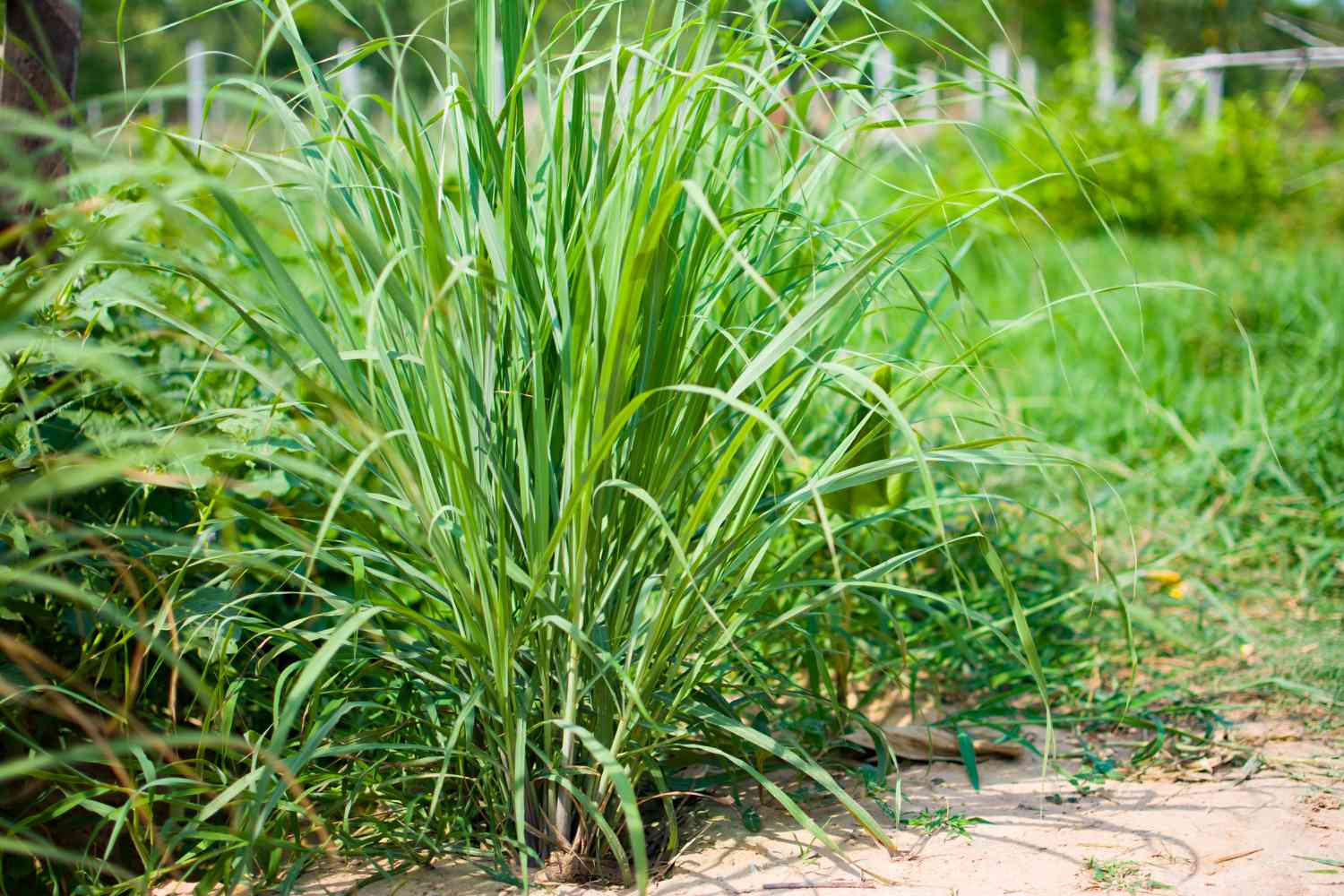 lemongrass plant