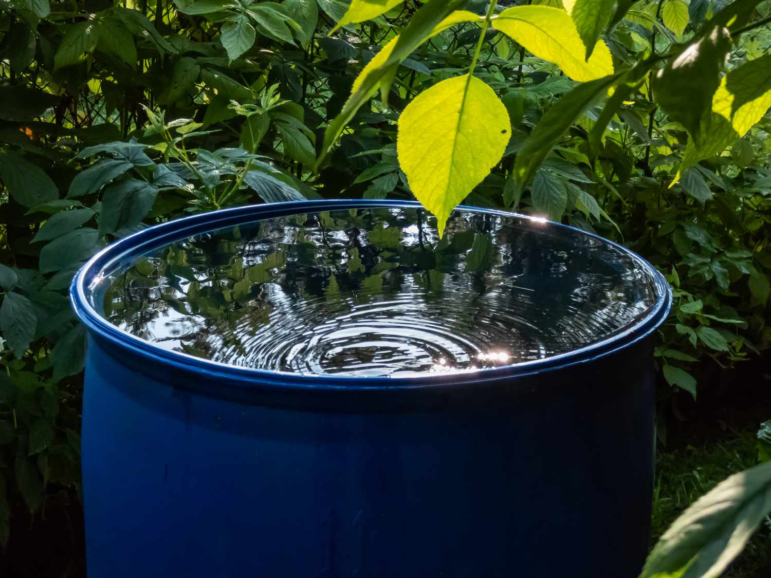 A blue barrel filled with water surrounded by greenery