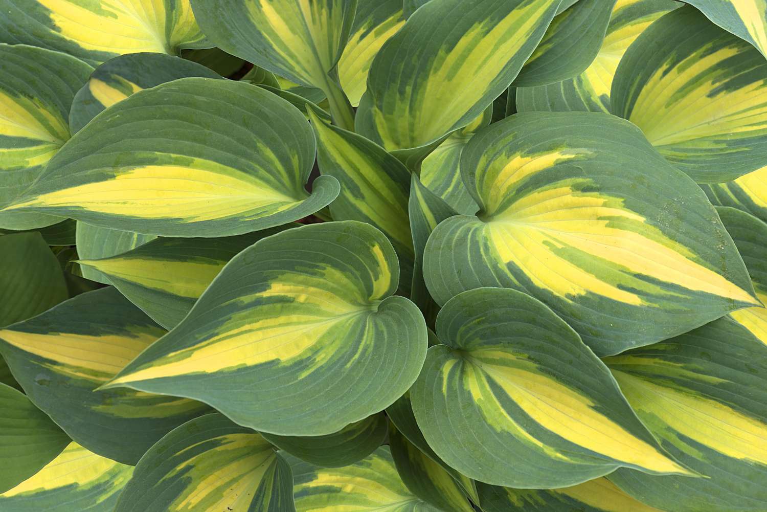 yellow and green hostas 