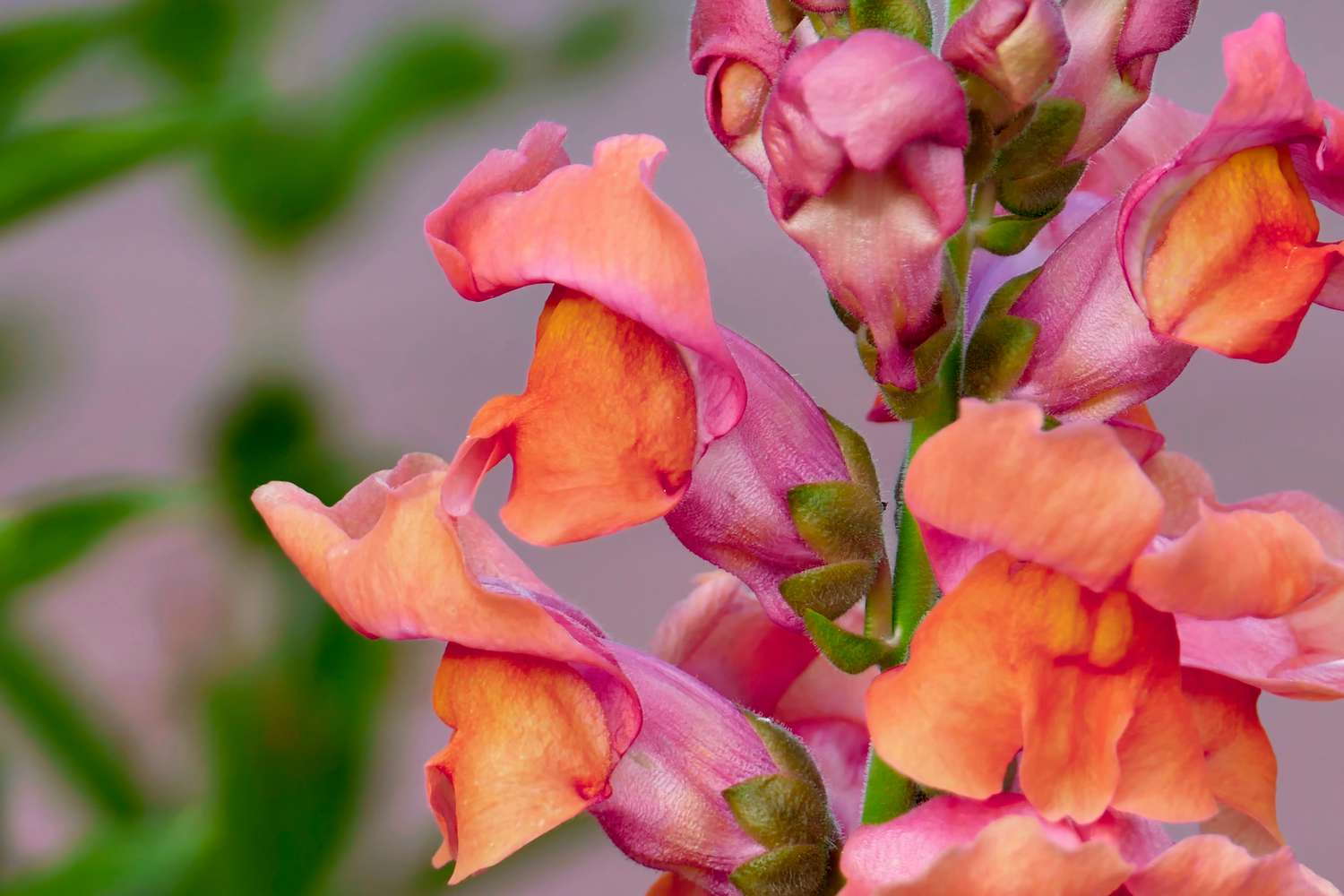 Orange and pink bouquet of snapdragons. 