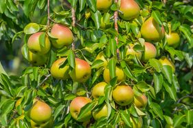 Pears growing on a tree branch surrounded by leaves