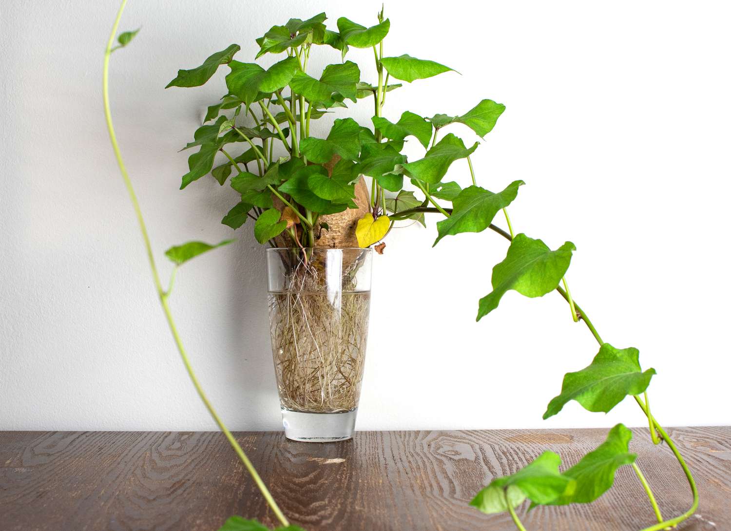 potato growing in a glass indoors