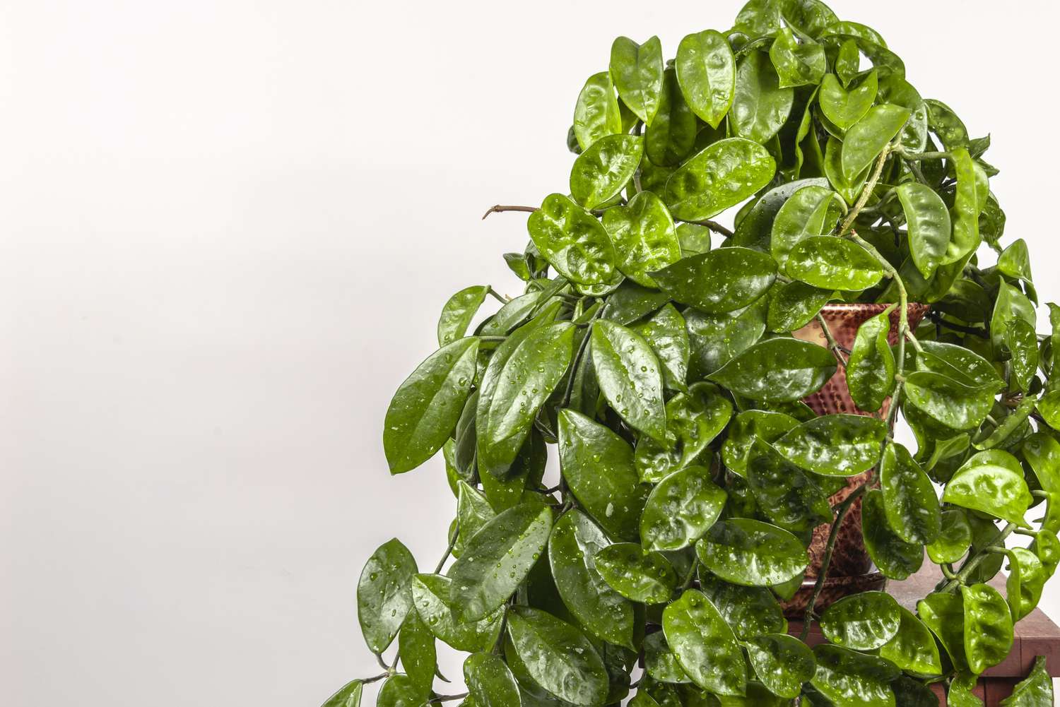 A luscious Hoya carnosa plant in an orange pot on top of a wooden stool.