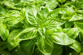 basil plants growing in a garden