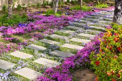 Garden path with stone steps surrounded by vibrant ground cover flowers