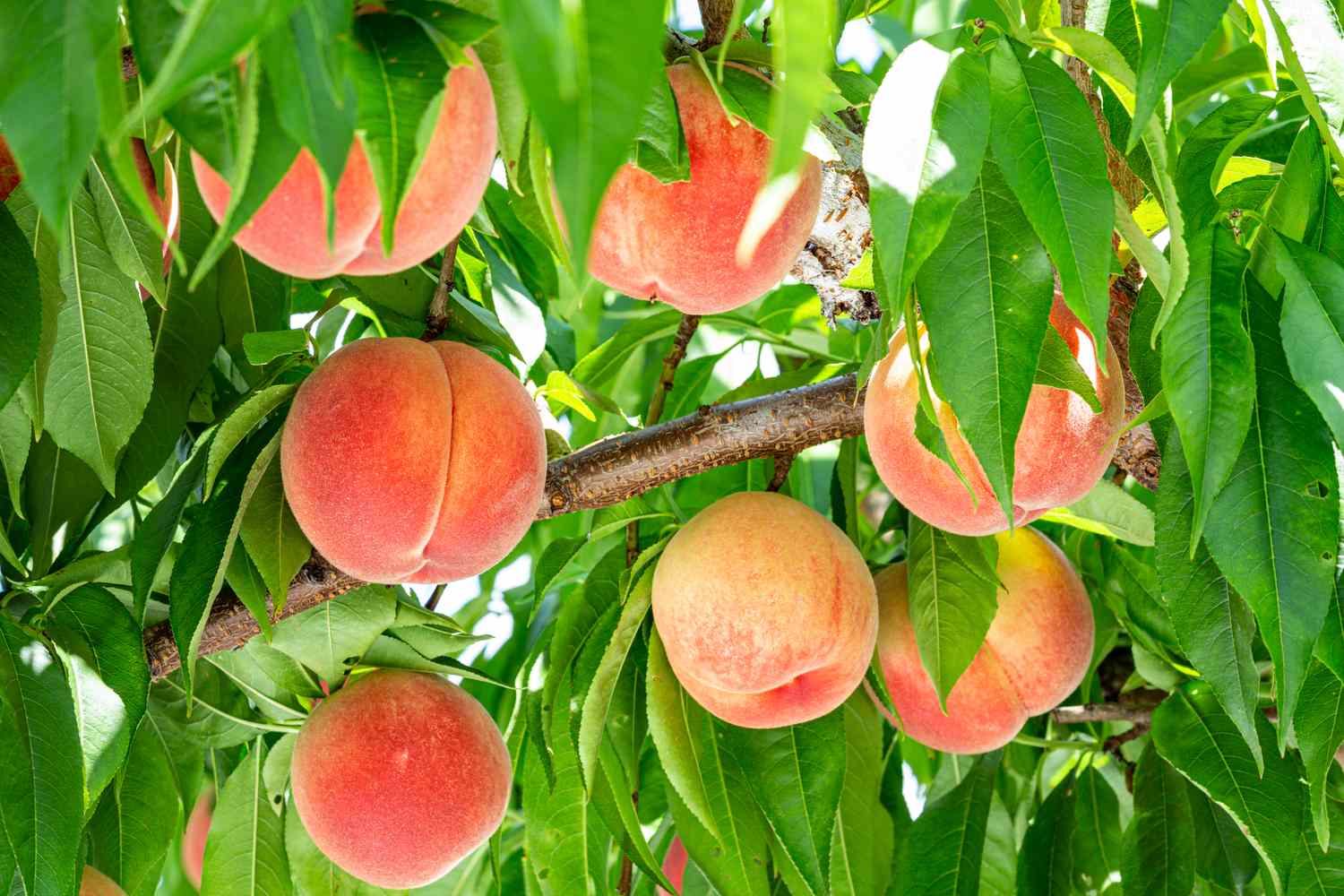 Peach fruits on tree branches surrounded by green leaves