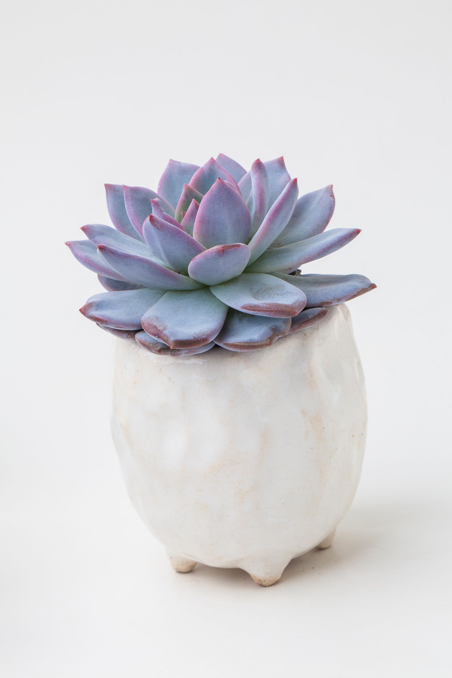a blue echeveria plant