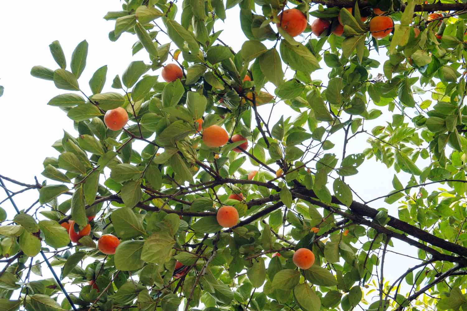 Branches of a tree with fruits among leaves