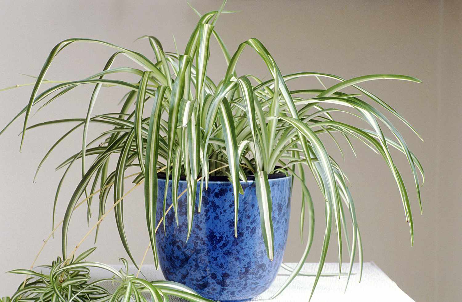 Potted Spider Plant
