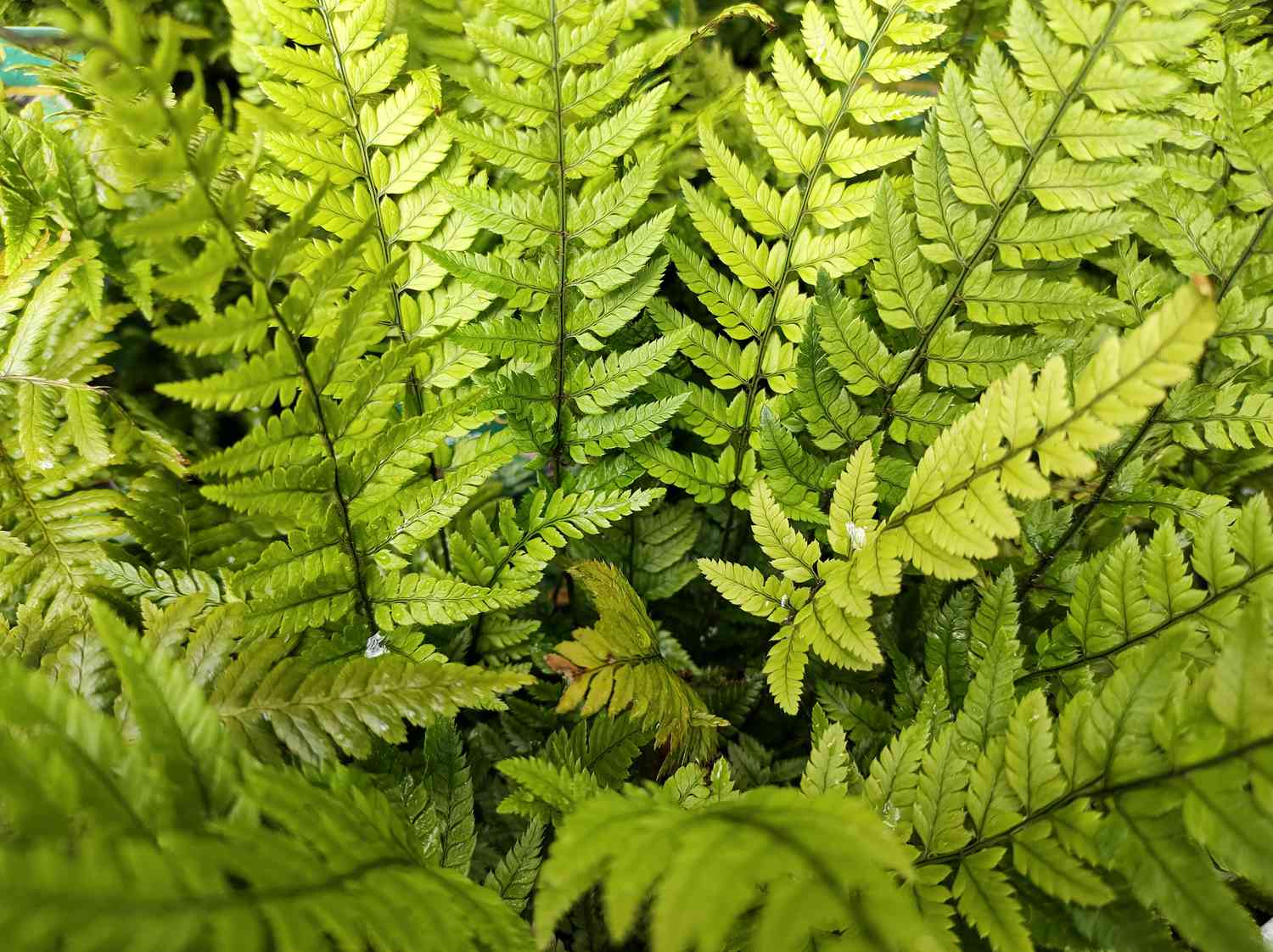 korean rock fern