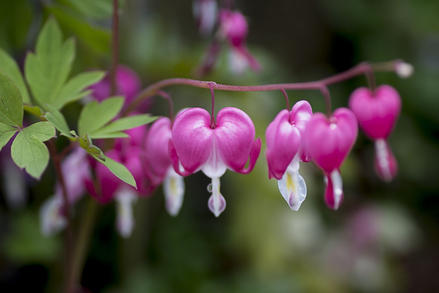 Pink bleeding heart flowers