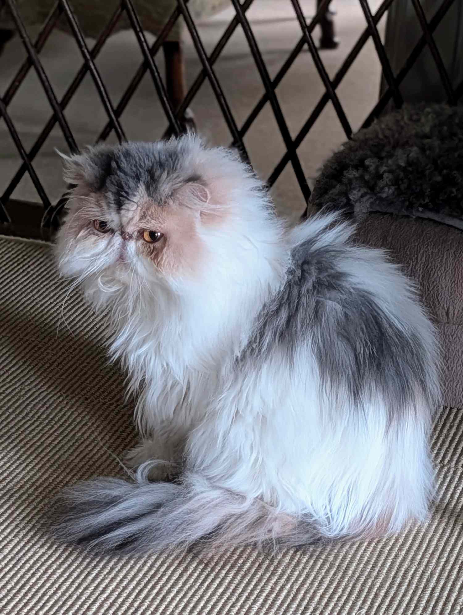 Calico Persian cat