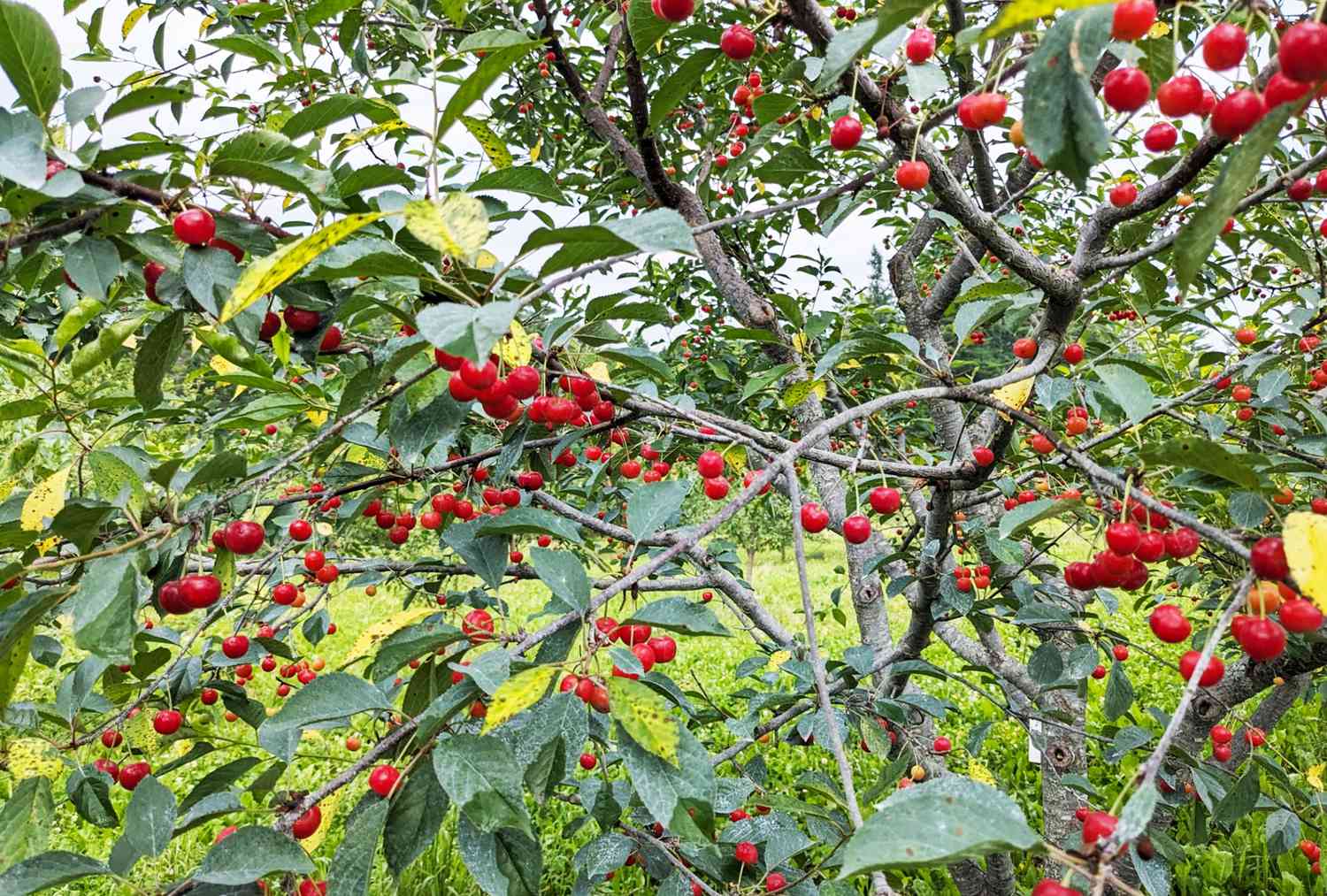 Garfield Cherry Tree