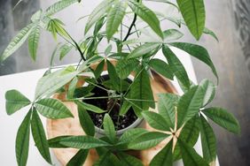 A potted plant with broad starshaped leaves displayed on a wooden surface